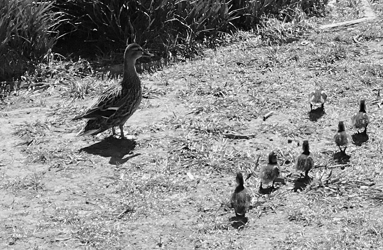 Media picture: The ducks arrive in the neighborhood of Congrés i els Indians!