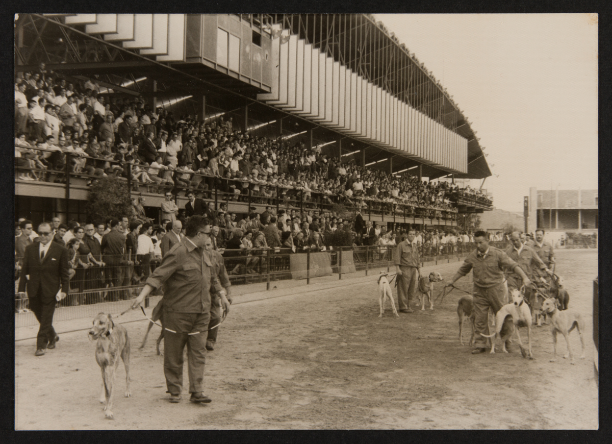 Media picture: The suffering of the greyhounds